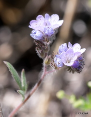 Phacelia breweri