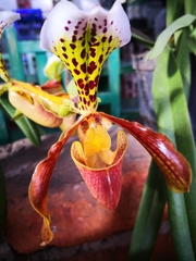 Paphiopedilum