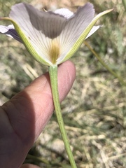 Calochortus striatus