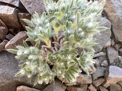 Frigidites circumscissa (Eritrichium circumscissum)