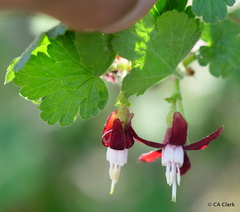 Ribes menziesii