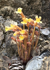 Aphyllon franciscanum