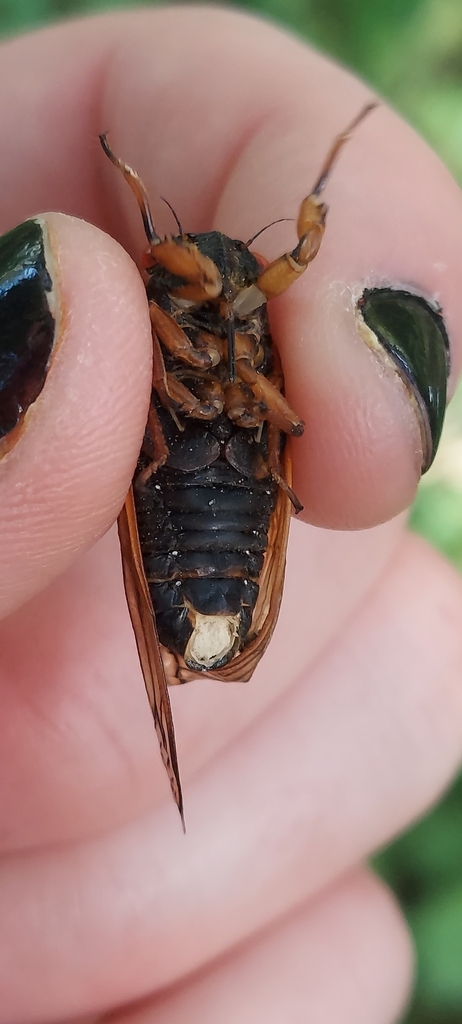 13-year cicada