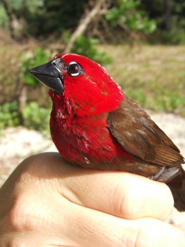 iNaturalist image