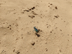 Cicindela tranquebarica parallelonota