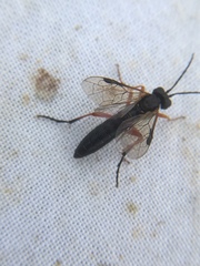 Tenthredininae