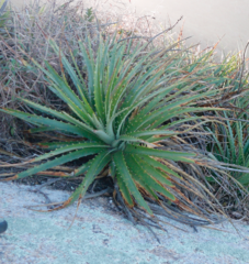 Dyckia encholirioides