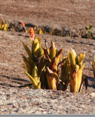 Aechmea comata