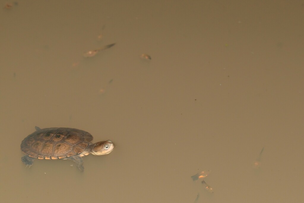 Tanzanian Helmeted Turtle