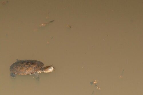 Tanzanian marsh terrapin, Pelomedusa kobe