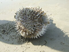 Spotted Porcupinefish