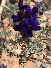 Psorothamnus arborescens