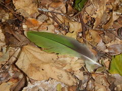 Amazona oratrix tresmariae