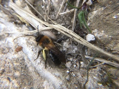 Andrena