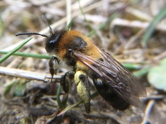 Andrena