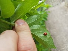 Harmonia axyridis