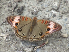 Junonia zonalis