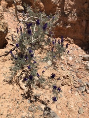 Psorothamnus arborescens