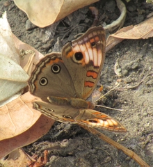 Junonia zonalis