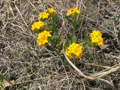 Lithospermum canescens