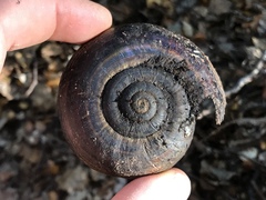Powelliphanta
