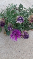 Centaurea polyacantha