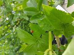 Harmonia axyridis