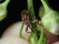 Anthonomus rectirostris