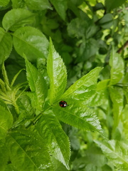 Harmonia axyridis