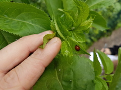 Harmonia axyridis