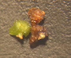 Plagiobothrys collinus fulvescens