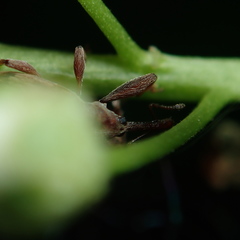 Anthonomus rectirostris