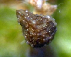 Plagiobothrys collinus fulvescens