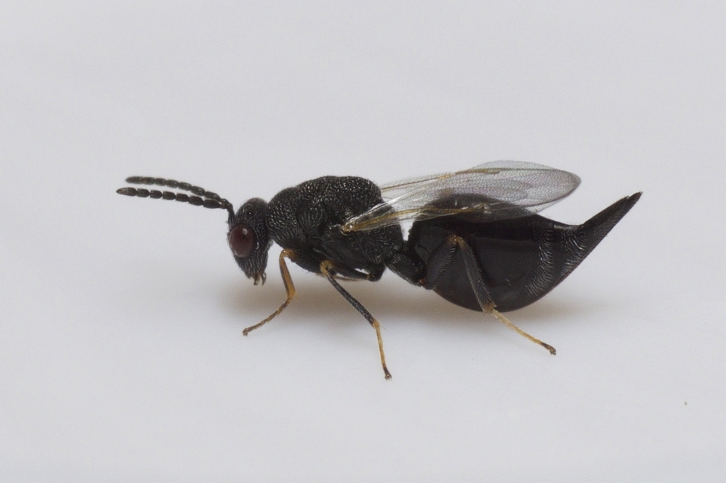Eurytoma