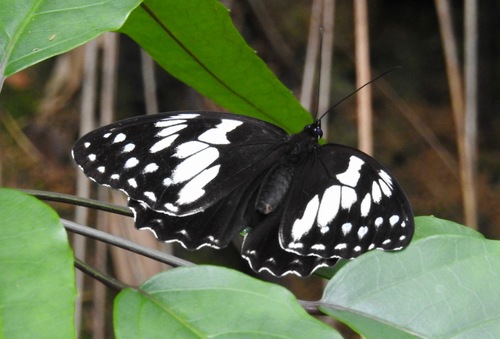 Penthema adelma