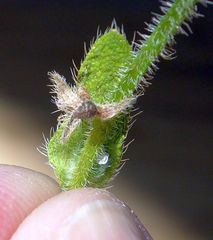 Plagiobothrys collinus fulvescens