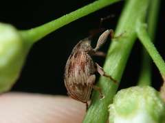 Anthonomus rectirostris