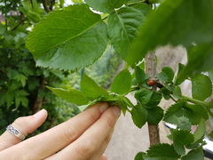 Harmonia axyridis
