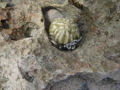 Pseudodiploria strigosa