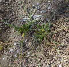 Plagiobothrys collinus fulvescens