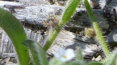 Plagiobothrys collinus fulvescens