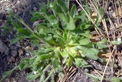 Plagiobothrys collinus fulvescens