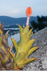 Aechmea comata