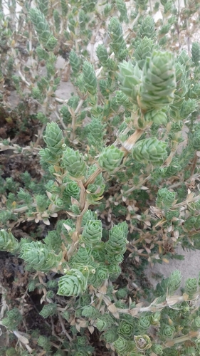 Crucianella