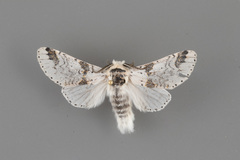 Furcula scolopendrina