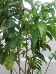 Annona muricata