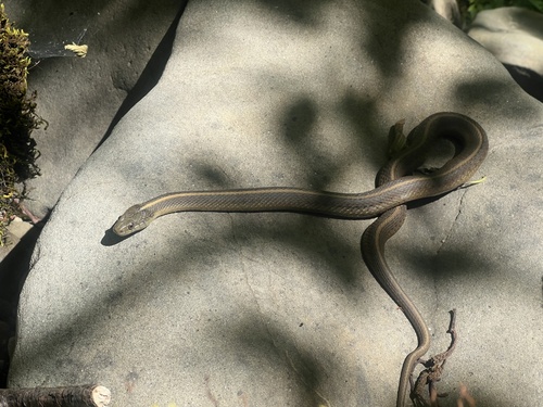 iNaturalist observation photo of Aquatic Garter Snake