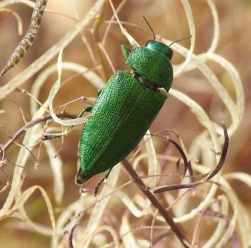 Perotis unicolor