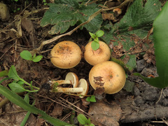 Pholiota highlandensis