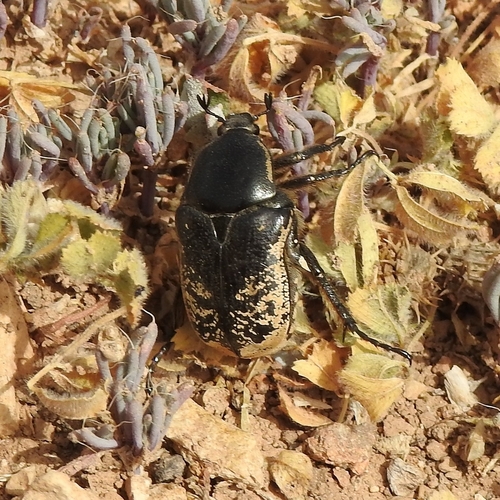 Aethiessa floralis